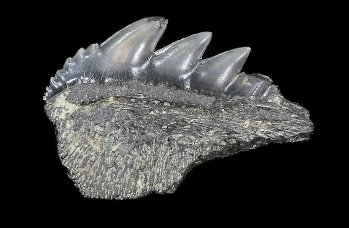 Fossil Cow Shark (Notorynchus) Tooth - Maryland #31052